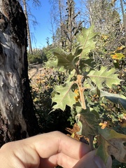 Quercus × ganderi