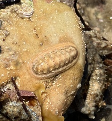 Ischnochiton cariosus