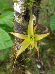 Guzmania monostachia
