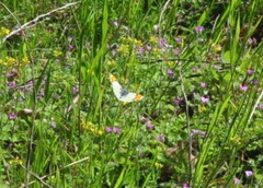 Anthocharis julia flora