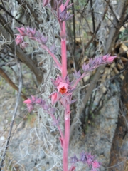 Echeveria