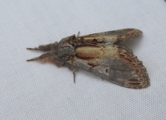 Notodonta scitipennis