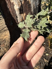 Quercus × ganderi