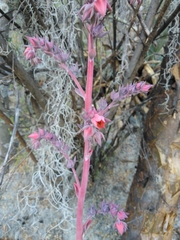 Echeveria