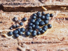 Rosellinia subiculata