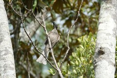 Philemon buceroides yorki