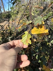 Quercus × ganderi