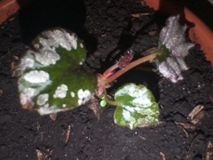 Streptocarpus ionanthus