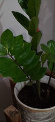 Zamioculcas zamiifolia