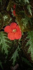 Episcia