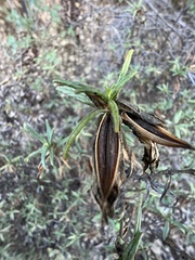 Diplacus