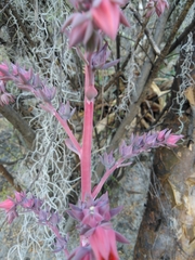 Echeveria