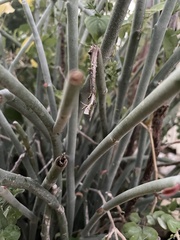 Euphorbia lomelii