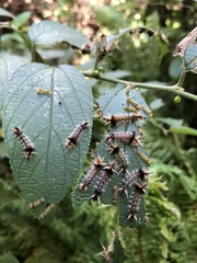 Halysidota cinctipes
