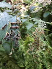 Halysidota cinctipes