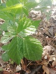 Rubus adenotrichos