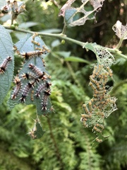 Halysidota cinctipes