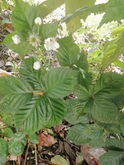 Rubus adenotrichos