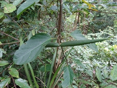 Jasminanthes mucronata