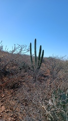 Stenocereus thurberi