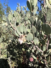 Arctostaphylos silvicola
