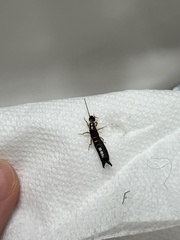 Euborellia annulipes