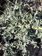 Ceanothus cordulatus