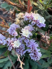 Limonium sinuatum