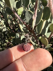 Arctostaphylos silvicola