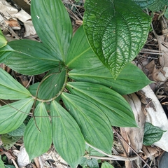 Costaceae