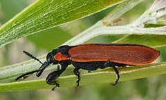 Rhinotia haemoptera