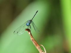 Dythemis nigra