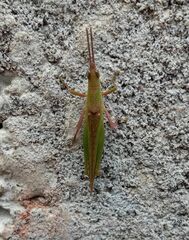 Atractomorpha similis