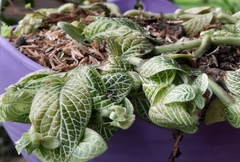 Fittonia