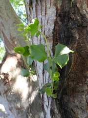 Tristerix corymbosus