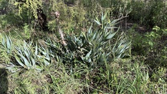 Asphodeloideae