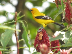Icterus nigrogularis