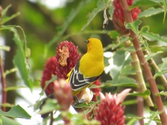 Icterus nigrogularis