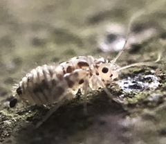 Teliapsocus conterminus