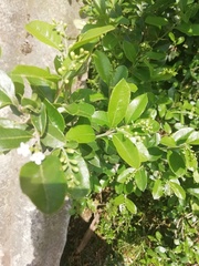 Ilex crenata crenata