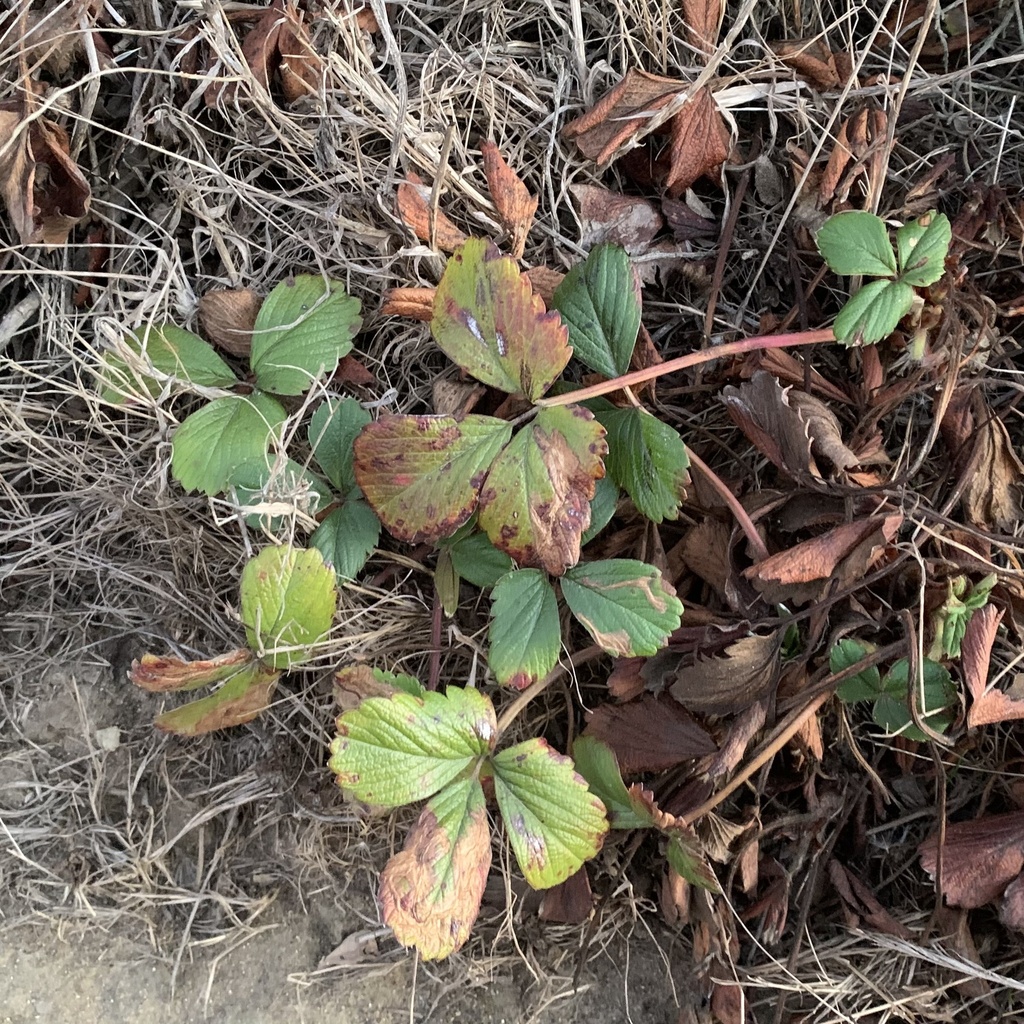 Coptotriche confusa
