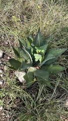 Agave
