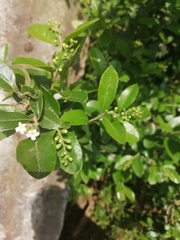 Ilex crenata crenata