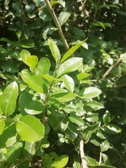 Ilex crenata crenata