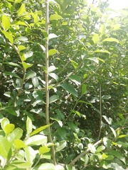 Ilex crenata crenata