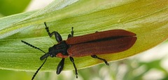 Rhinotia haemoptera