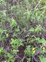 Croton ciliatoglandulifer