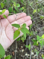 Croton ciliatoglandulifer