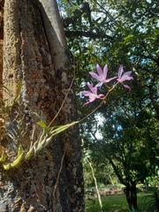 Laelia