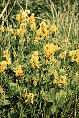 Genista tinctoria
